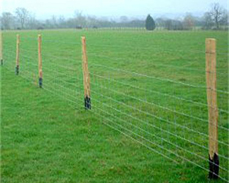 Galvanised stock netting fence